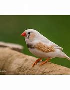 Suara Burung Zebra Finch Jantan